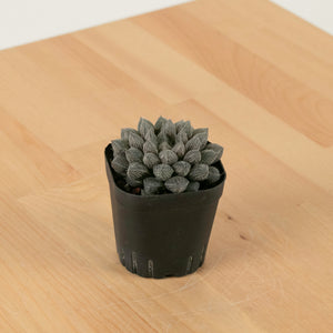 Haworthia "Mirror Ball" in Nursery Grow Pot