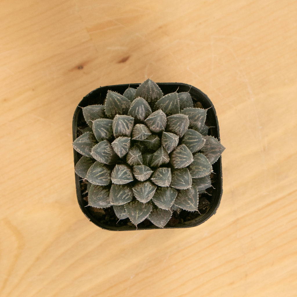 Haworthia "Mirror Ball" in Nursery Grow Pot