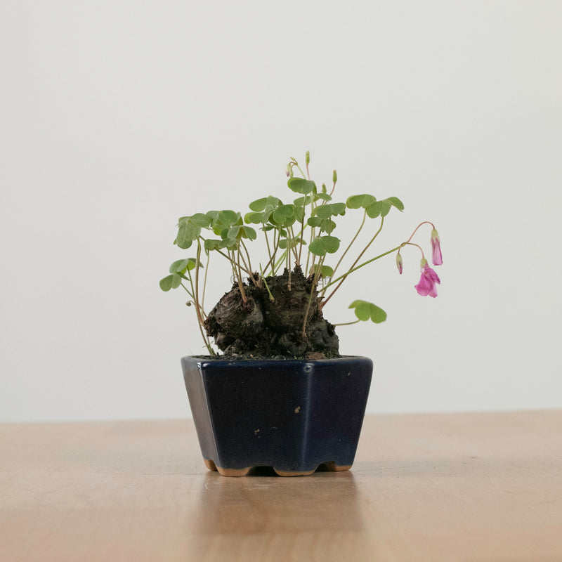 Lucky Clover Plant (幸运四叶草) in Nursery Grow Pot