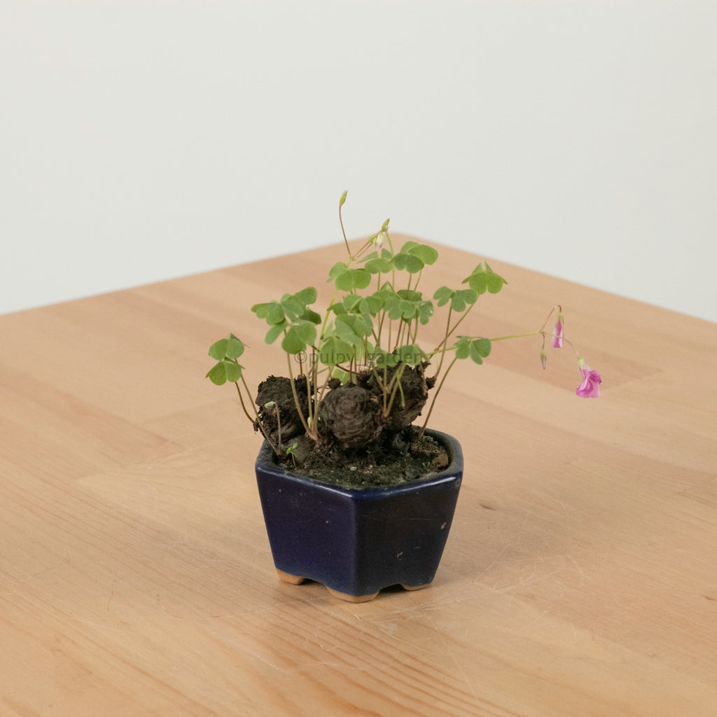 Lucky Clover Plant (幸运四叶草) in Nursery Grow Pot