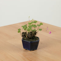 Lucky Clover Plant (幸运四叶草) in Nursery Grow Pot