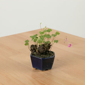 Lucky Clover Plant (幸运四叶草) in Nursery Grow Pot