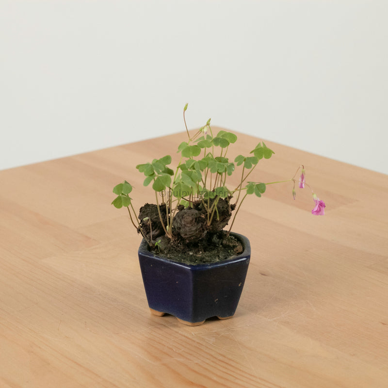Lucky Clover Plant (幸运四叶草) in Nursery Grow Pot