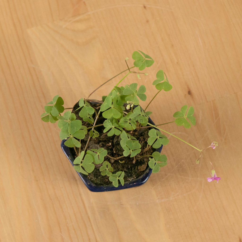 Lucky Clover Plant (幸运四叶草) in Nursery Grow Pot