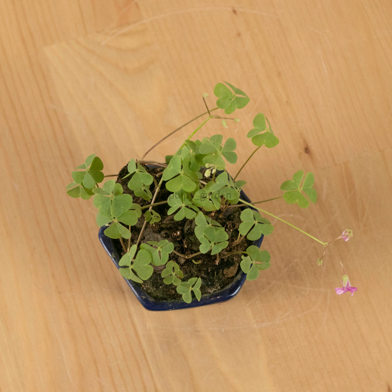 Lucky Clover Plant (幸运四叶草) in Nursery Grow Pot