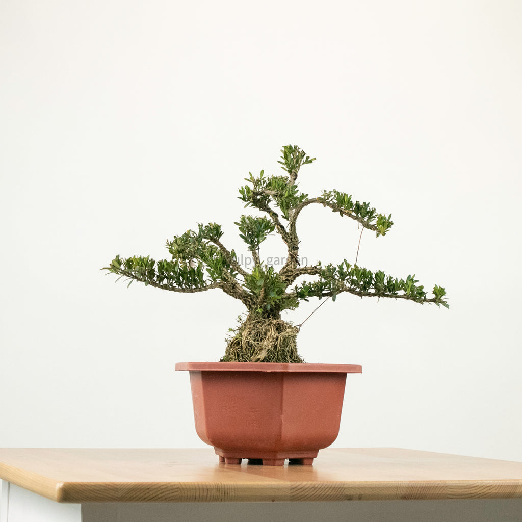 Buxus Bonsai Enam in Nursery Grow Pot
