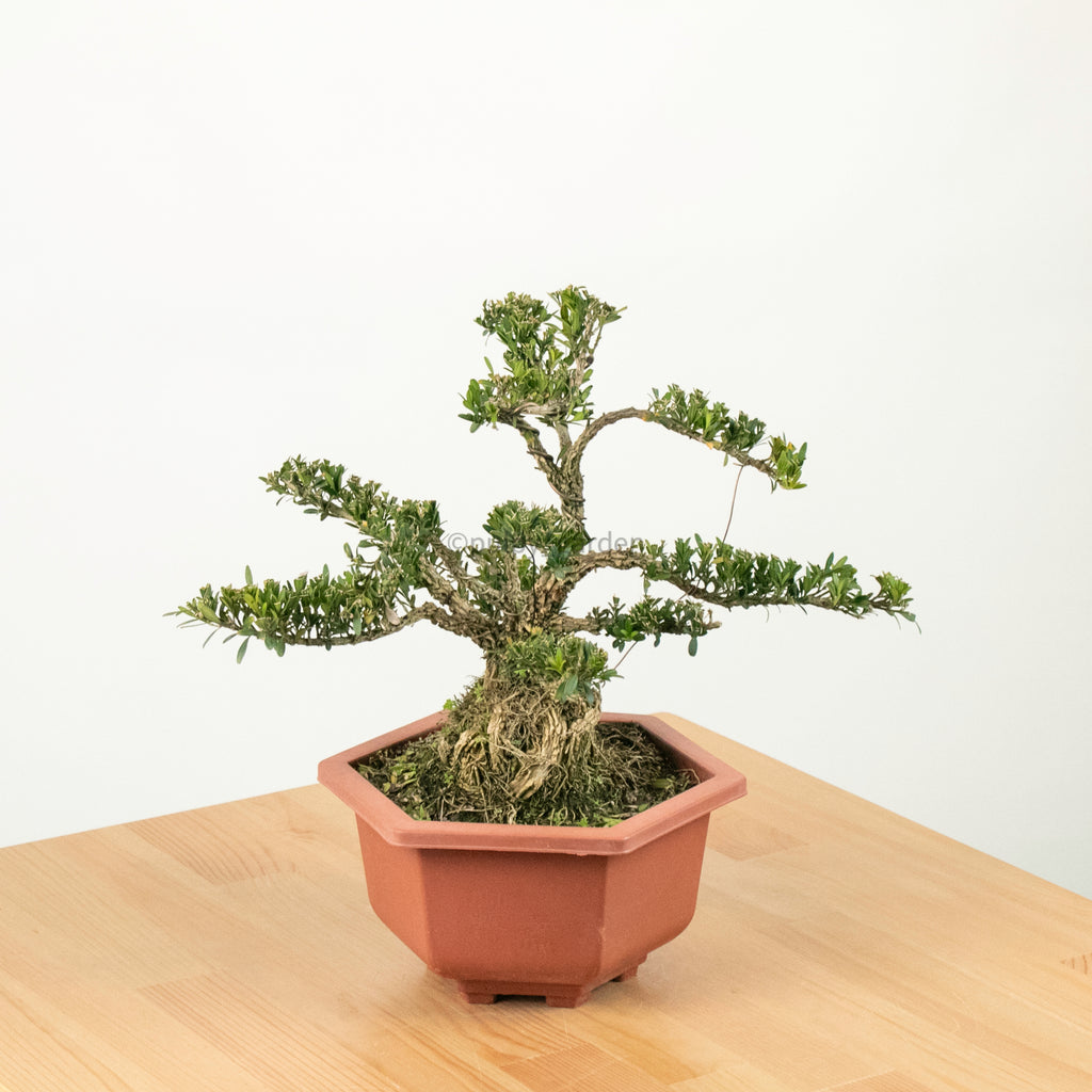 Buxus Bonsai Enam in Nursery Grow Pot