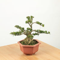 Buxus Bonsai Enam in Nursery Grow Pot