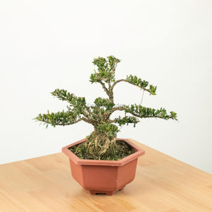 Buxus Bonsai Enam in Nursery Grow Pot