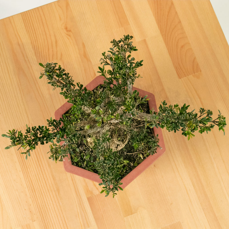 Buxus Bonsai Enam in Nursery Grow Pot