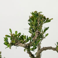 Buxus Bonsai Enam in Nursery Grow Pot