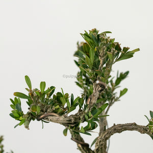 Buxus Bonsai Enam in Nursery Grow Pot