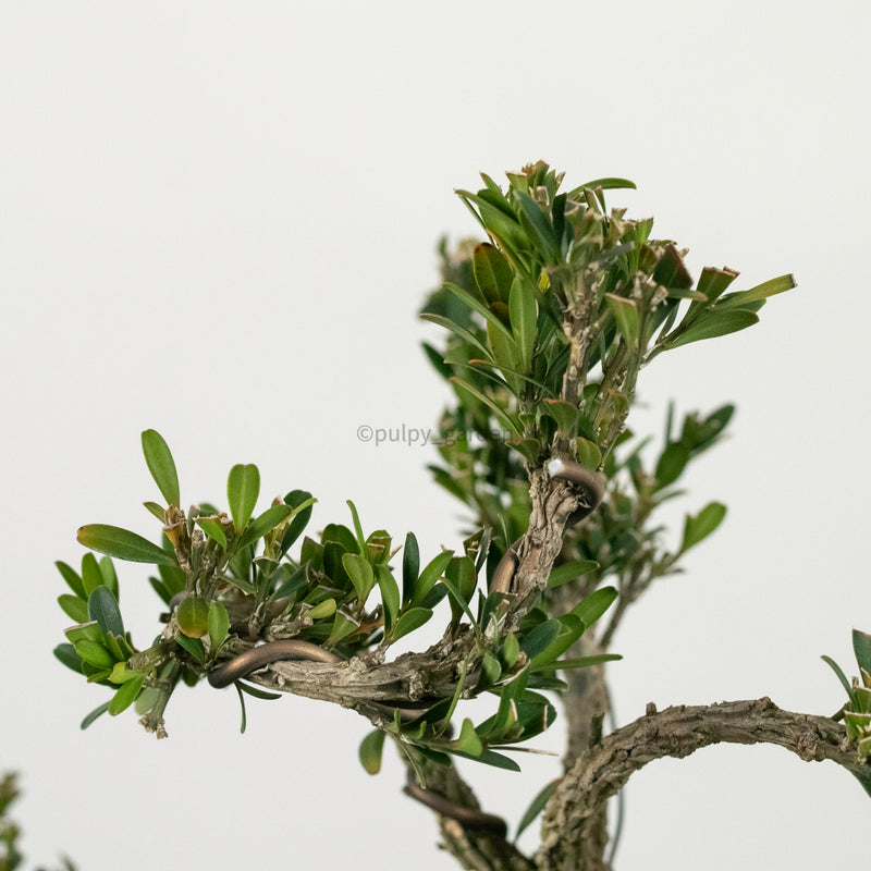 Buxus Bonsai Enam in Nursery Grow Pot