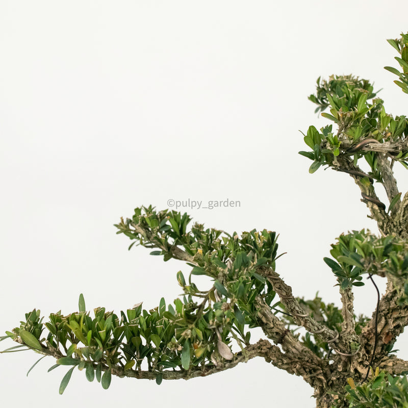 Buxus Bonsai Enam in Nursery Grow Pot