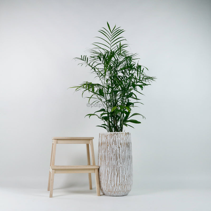 Large Bamboo Palm (153cm) in Ridge Planter
