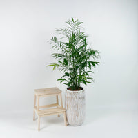 Large Bamboo Palm (153cm) in Ridge Planter