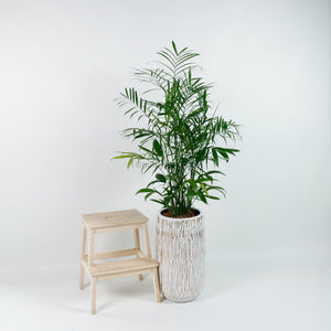 Large Bamboo Palm (153cm) in Ridge Planter