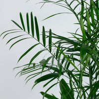 Large Bamboo Palm (153cm) in Ridge Planter