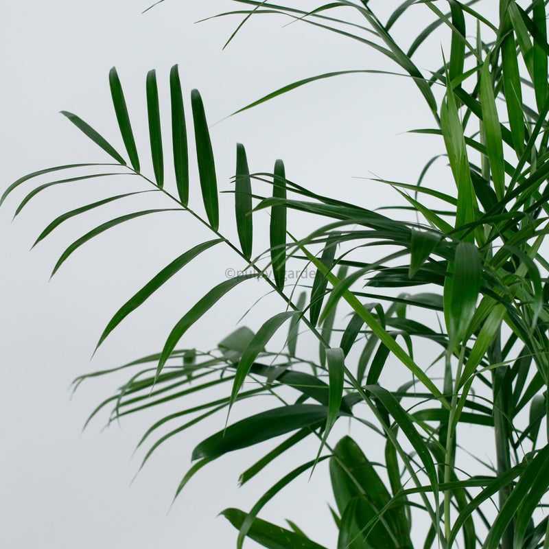 Large Bamboo Palm (153cm) in Ridge Planter