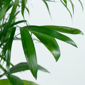 Large Bamboo Palm (153cm) in Ridge Planter