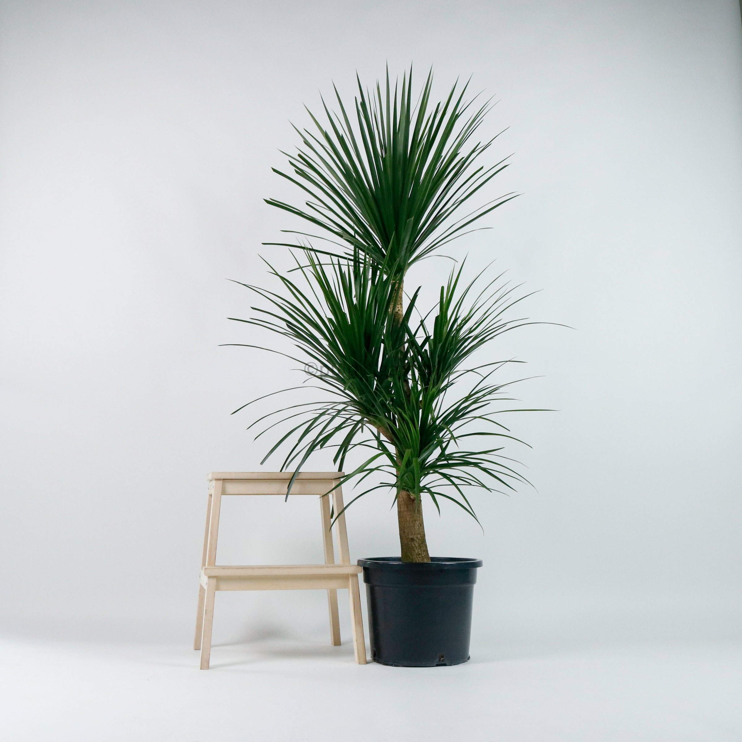 large dracaena Large Dracaena Draco Hawaii (160cm) in Nursery Grow Pot – Pulpy Garden