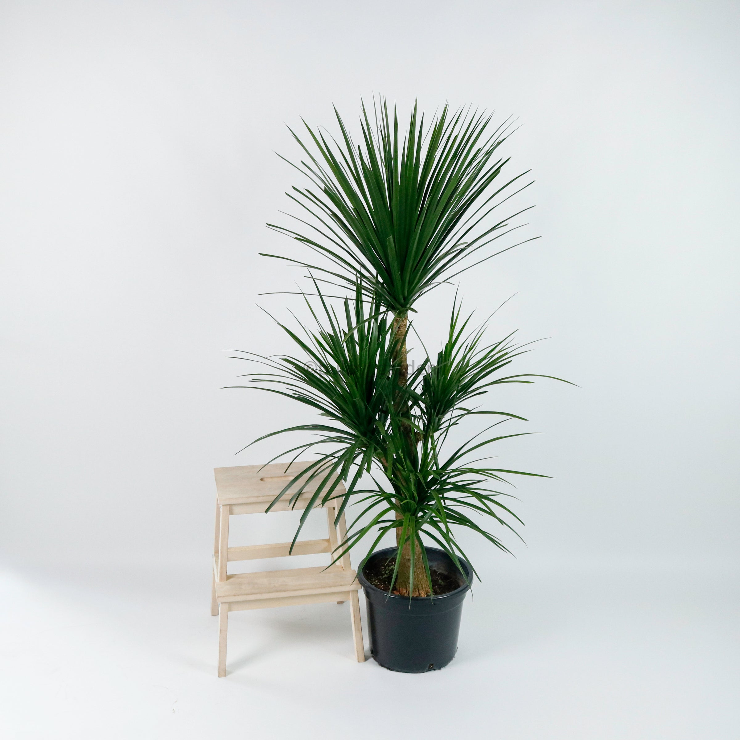 dracaena hawaii Large Dracaena Draco Hawaii (160cm) in Nursery Grow Pot – Pulpy Garden