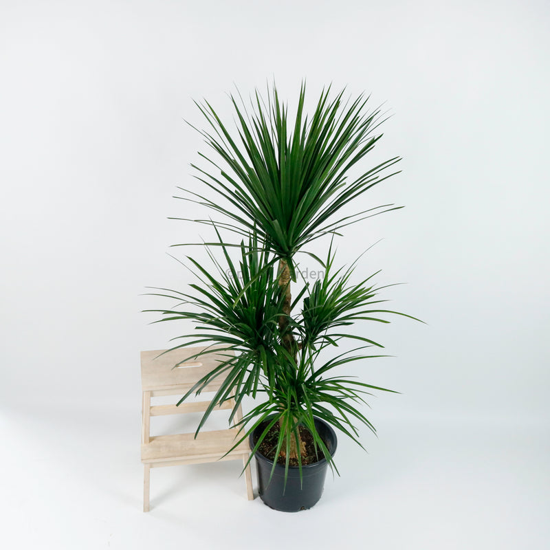 dracaena cena Large Dracaena Draco Hawaii (160cm) in Nursery Grow Pot – Pulpy Garden