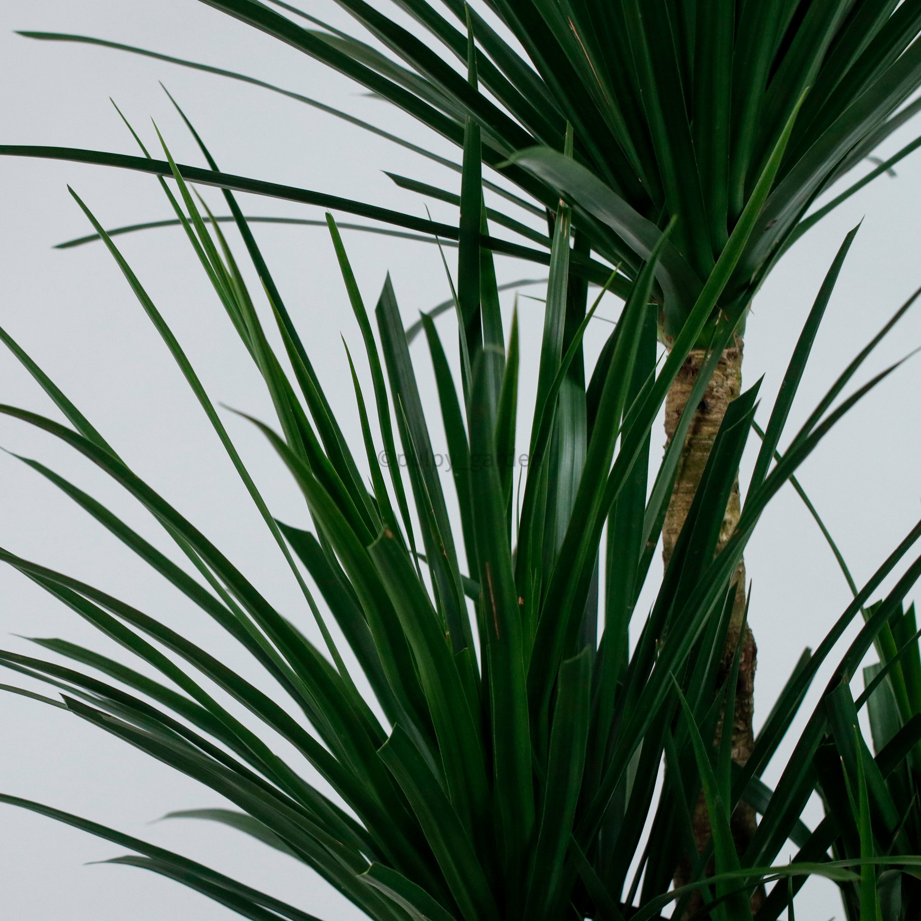 Large Dracaena Draco Hawaii (160cm) in Nursery Grow Pot – Pulpy Garden