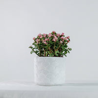 Oriental Pink Jade Plant (树马齿苋)