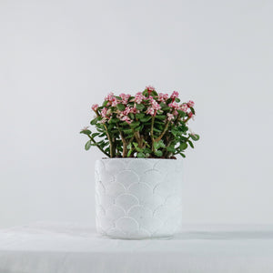 Oriental Pink Jade Plant (树马齿苋)