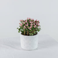 Oriental Pink Jade Plant (树马齿苋)