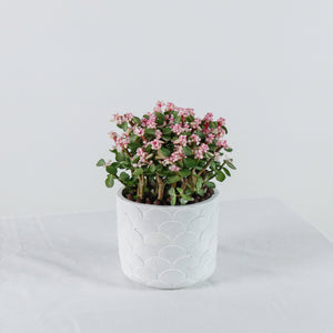 Oriental Pink Jade Plant (树马齿苋)