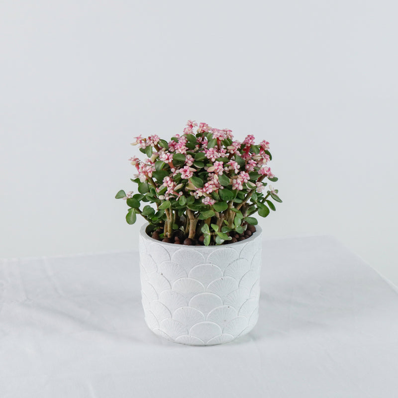 Oriental Pink Jade Plant (树马齿苋)
