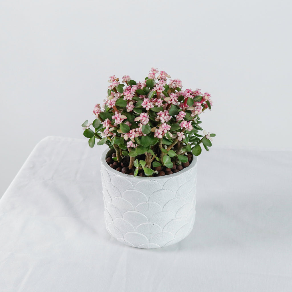 Oriental Pink Jade Plant (树马齿苋)