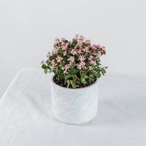 Oriental Pink Jade Plant (树马齿苋)