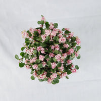 Oriental Pink Jade Plant (树马齿苋)