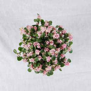 Oriental Pink Jade Plant (树马齿苋)