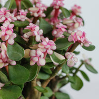 Oriental Pink Jade Plant (树马齿苋)