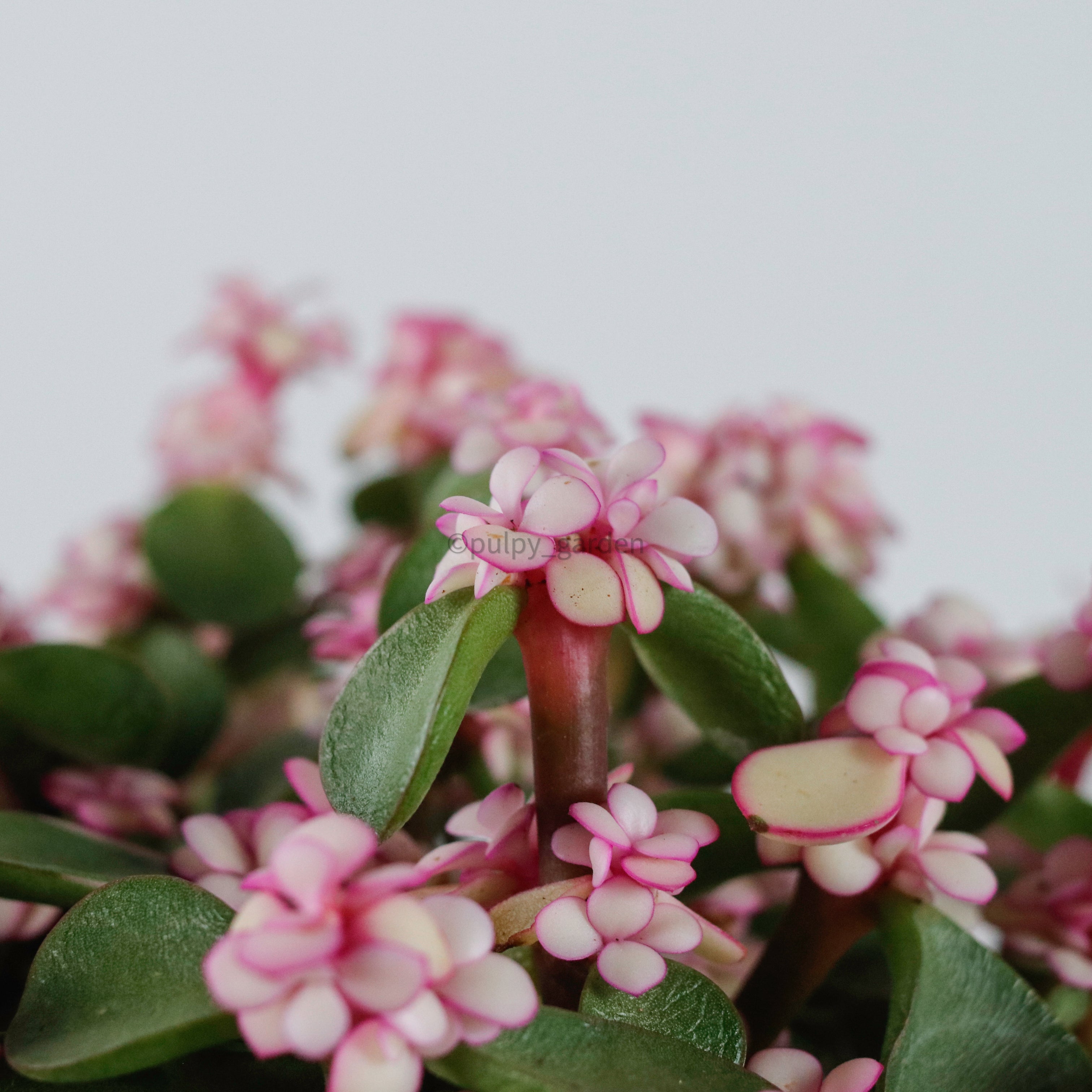 jade pink plant Pink Jade Plant in Nursery Grow Pot (树马齿苋) – Pulpy Garden