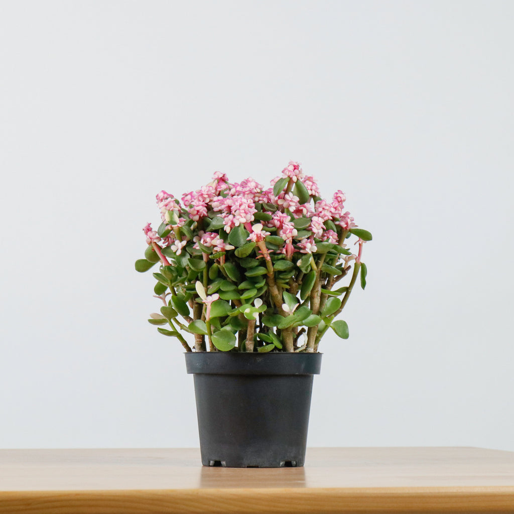 Pink Jade Plant in Nursery Grow Pot (树马齿苋)