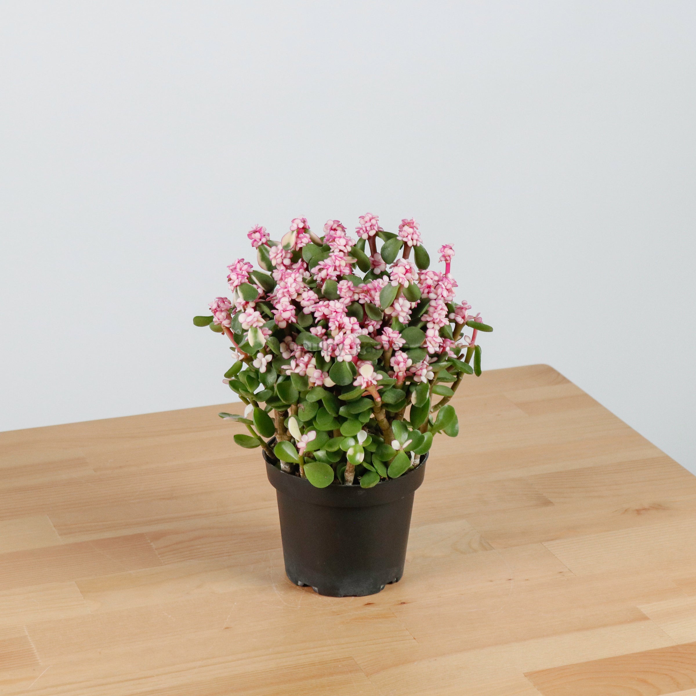 jade plant pink flowers Pink Jade Plant in Nursery Grow Pot (树马齿苋) – Pulpy Garden