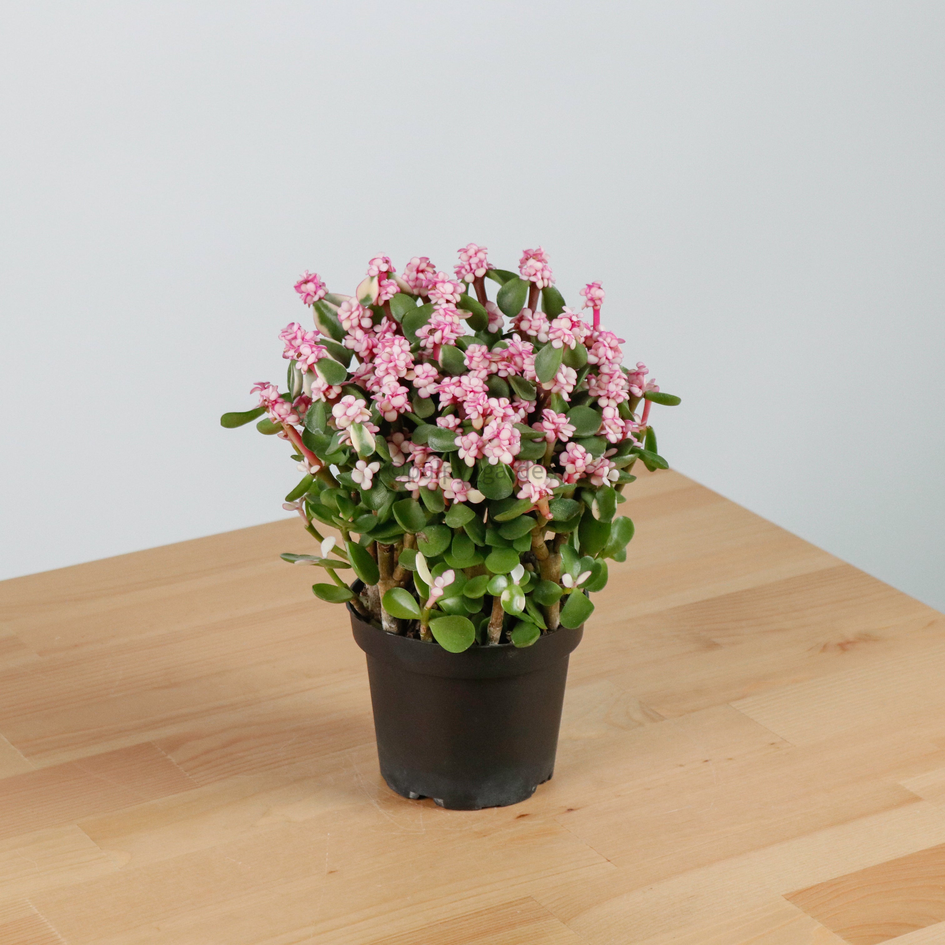 Pink Jade Plant in Nursery Grow Pot (树马齿苋) – Pulpy Garden