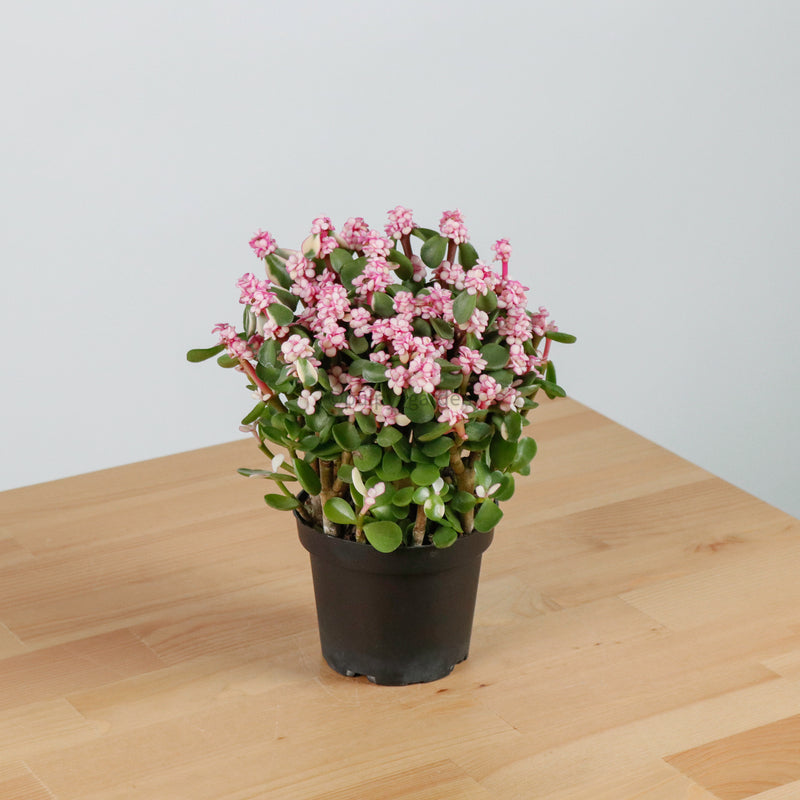 pink beauty jade plant Pink Jade Plant in Nursery Grow Pot (树马齿苋) – Pulpy Garden