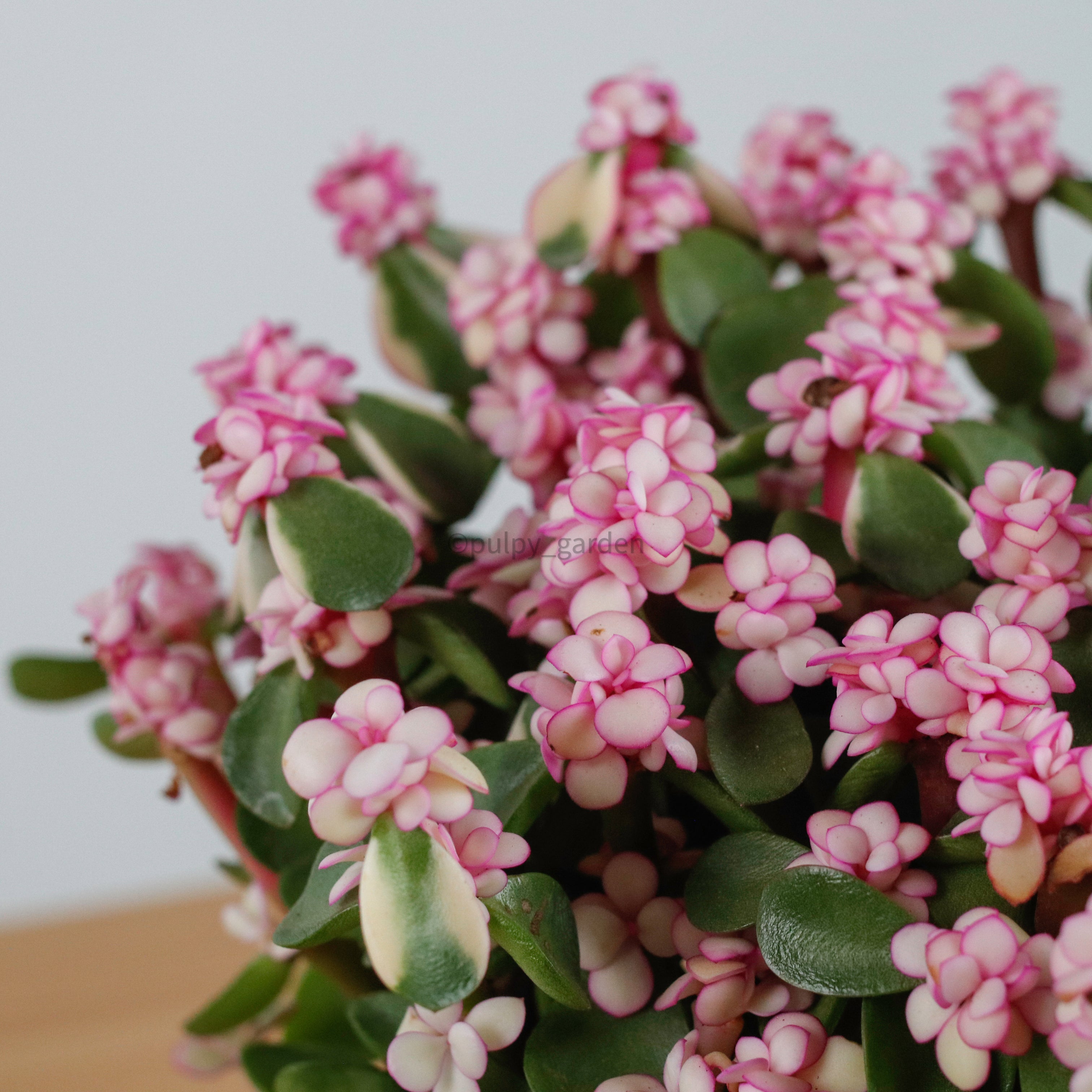 pink jade plant meaning Pink Jade Plant in Nursery Grow Pot (树马齿苋) – Pulpy Garden