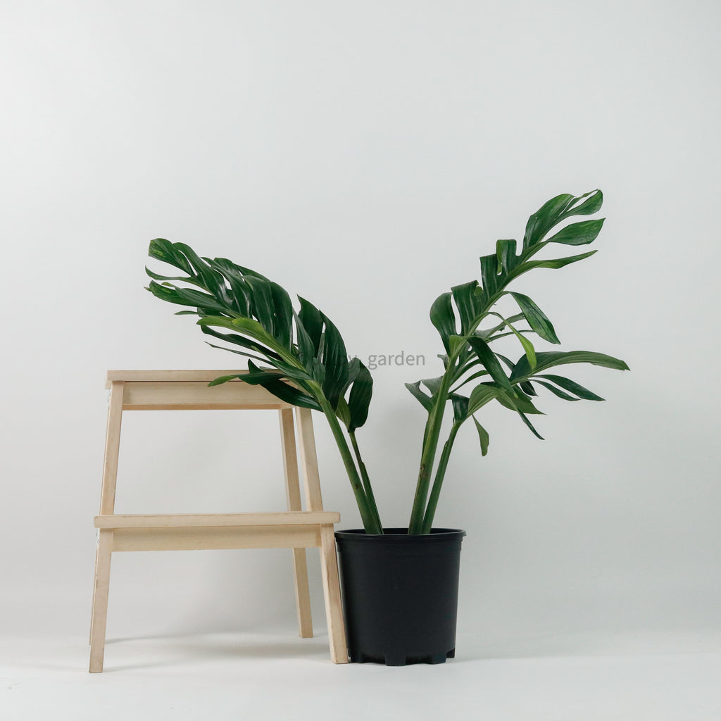 Large Epipremnum pinnatum (80cn) in Nursery Grow Pot