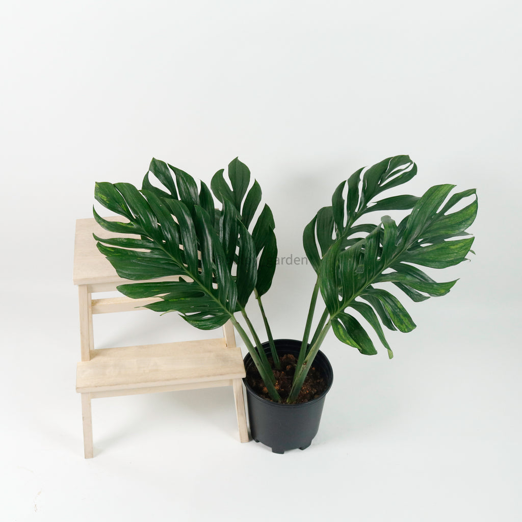 Large Epipremnum pinnatum (80cn) in Nursery Grow Pot