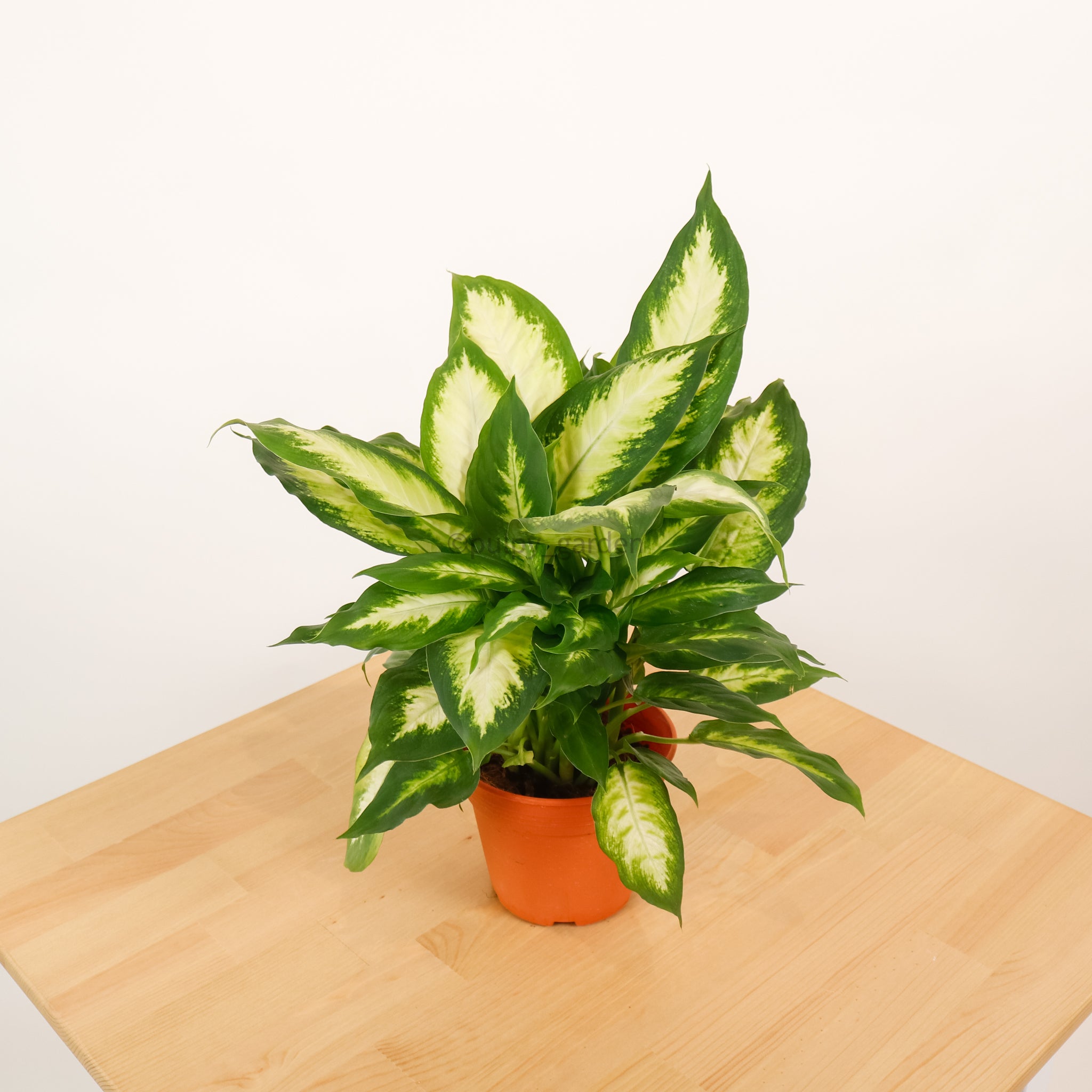 dieffenbachia summer Dieffenbachia 'Summer Style' in Nursery Grow Pot – Pulpy Garden