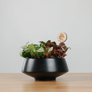 Fittonia Love