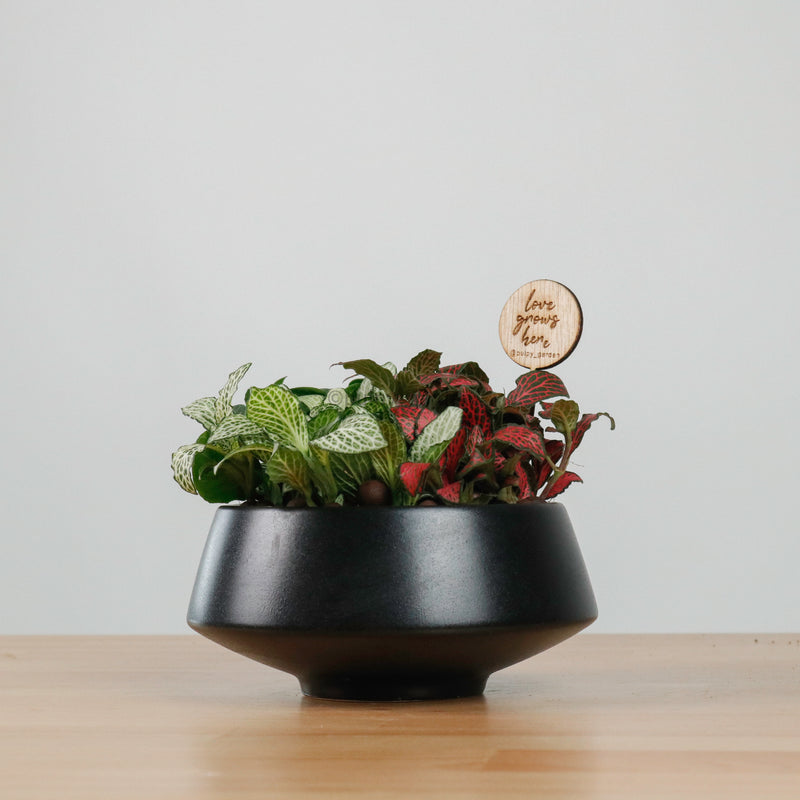 Fittonia Love