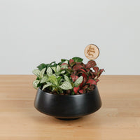 Fittonia Love